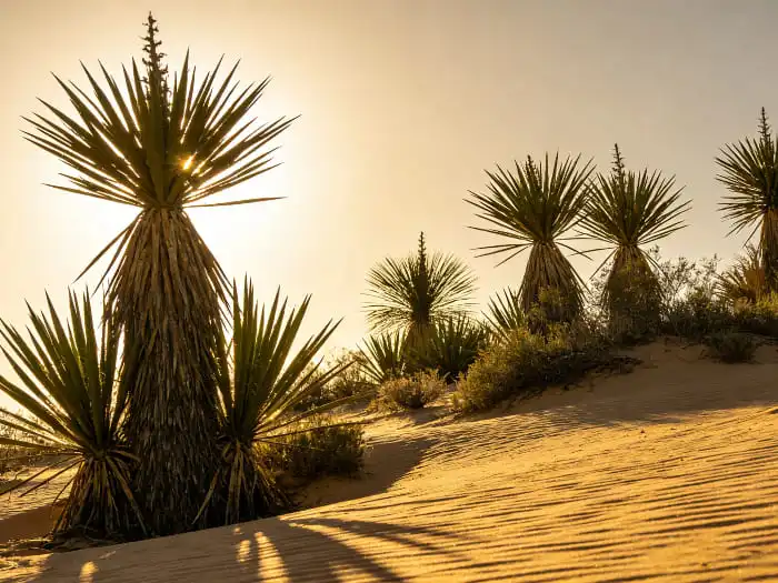 Yucca Extract Saponins: Functions and Advantages